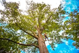 Why Choose Our Tree Removal Services in Enosburg Falls, VT?